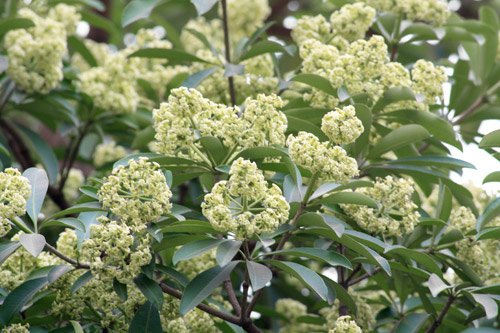 ดอก HoaSua หรือดอกพญาสัตบรรณในฮานอย